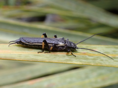 Austroperla cyrene