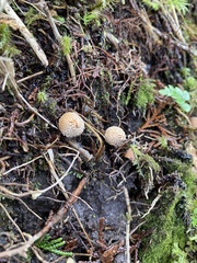 Calostoma