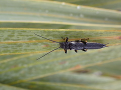 Austroperla cyrene