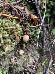 Calostoma