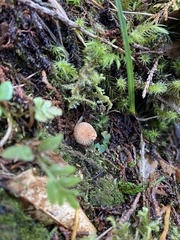 Calostoma