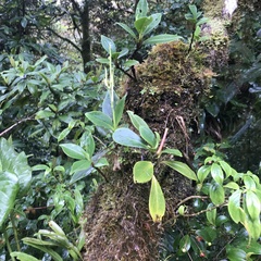 Peperomia obtusifolia