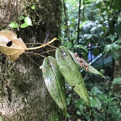 Pleurothallis rowleei image