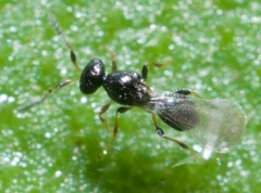 Platygastridae