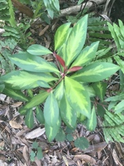 Ardisia