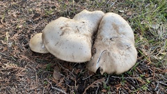 Clitocybe brunneocephala