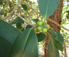 Ficus rubiginosa