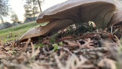 Clitocybe brunneocephala