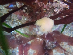 Cadlina modesta