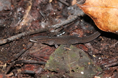 Sphaerodactylus notatus notatus