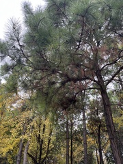 Pinus thunbergii