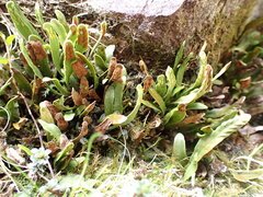 Notogrammitis givenii