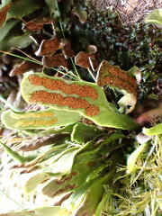 Notogrammitis givenii