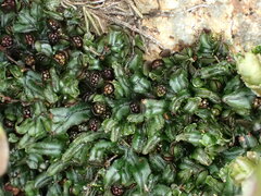 Hymenophyllum armstrongii