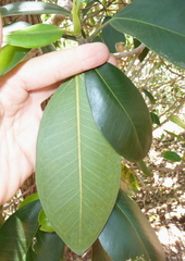 Ficus rubiginosa