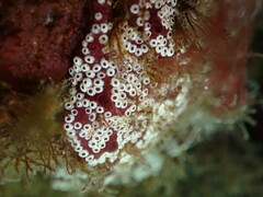 Botrylloides diegensis