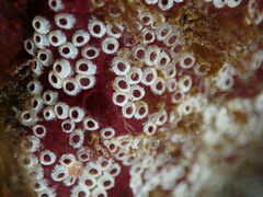 Botrylloides diegensis