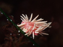 Okenia rosacea