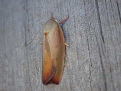 Ptyoptila matutinella