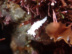 Aegires albopunctatus