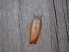 Ptyoptila matutinella