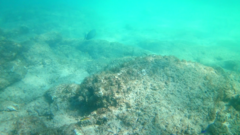 Acanthurus xanthopterus