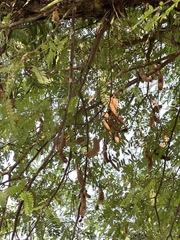 Tamarindus