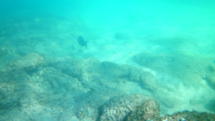Acanthurus xanthopterus