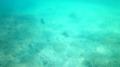 Acanthurus xanthopterus