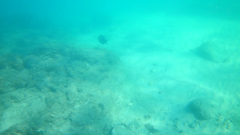 Acanthurus xanthopterus