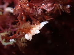 Aegires albopunctatus