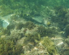 Pempheris klunzingeri