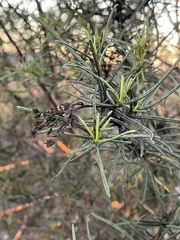 Eriodictyon altissimum