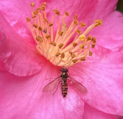 Episyrphus balteatus