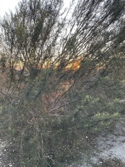 Eriodictyon altissimum