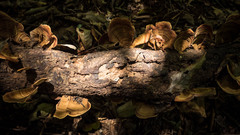 Microporus xanthopus