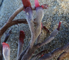 Jellyella tuberculata
