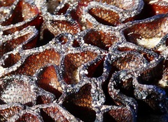 Watersipora subtorquata