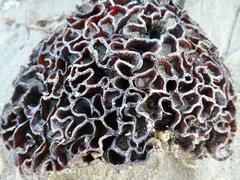 Watersipora subtorquata