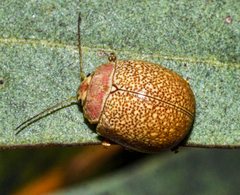 Paropsis roseola