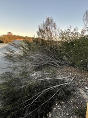 Eriodictyon altissimum