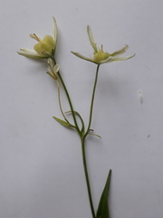Gagea triflora