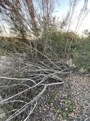 Eriodictyon altissimum