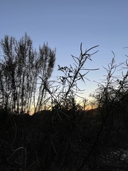 Eriodictyon altissimum