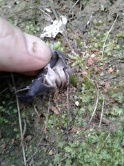 Helvella lacunosa