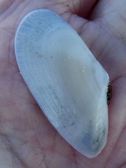 Megangulus bodegensis