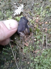 Helvella lacunosa