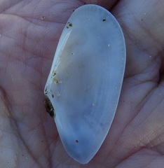 Megangulus bodegensis
