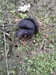 Helvella lacunosa