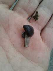 Helvella lacunosa